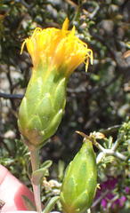 Pteronia viscosa
