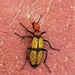 Iron Cross Blister Beetle - Photo (c) Sara Gastelum, some rights reserved (CC BY-NC), uploaded by Sara Gastelum