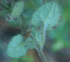 Lobelia ardisiandroides