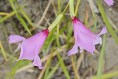 Gladiolus ochroleucus