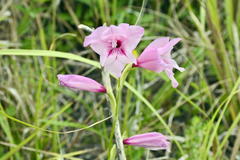 Gladiolus ochroleucus