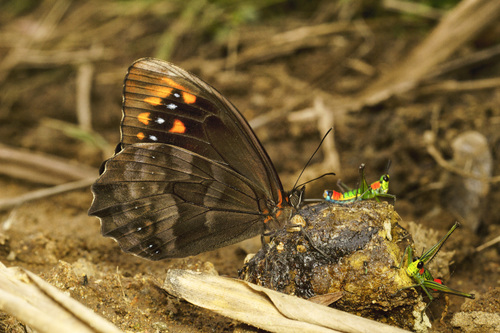 Pronophila unifasciata