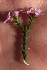 Euchaetis albertiniana