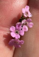 Euchaetis albertiniana