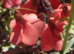 Hermannia grandiflora