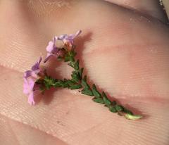 Euchaetis albertiniana