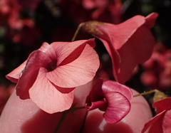 Hermannia grandiflora