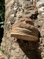 Ganoderma