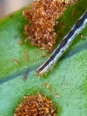 Sarisa muriferata