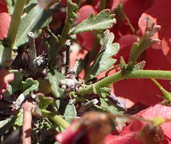 Hermannia grandiflora