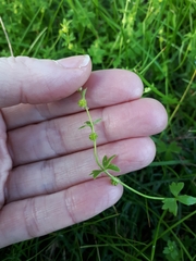 Ranunculus sessiliflorus