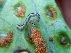 Sarisa muriferata