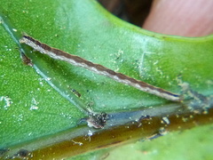 Sarisa muriferata