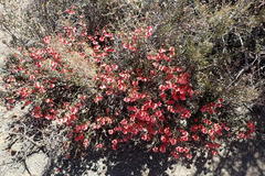 Hermannia grandiflora