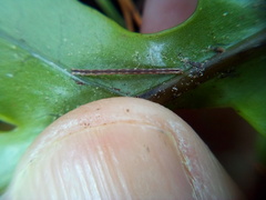 Sarisa muriferata