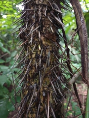 Cryosophila stauracantha