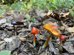Hygrocybe conica