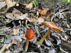 Hygrocybe conica