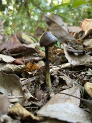 Hygrocybe conica