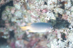 Chrysiptera caesifrons