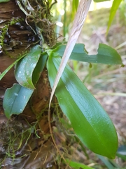 Sarcochilus