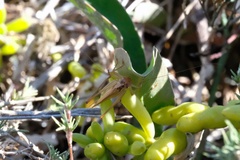 Conocephalus spinosus