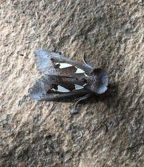 Antiophlebia bracteata