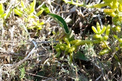 Conocephalus spinosus