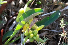 Conocephalus spinosus