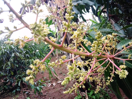 Mangifera indica image