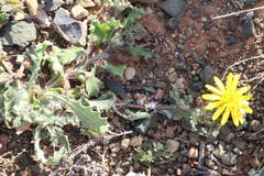 Cuspidia cernua cernua