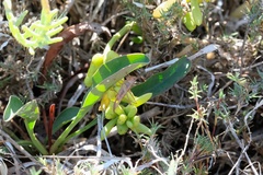 Conocephalus spinosus