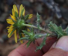 Cuspidia cernua cernua