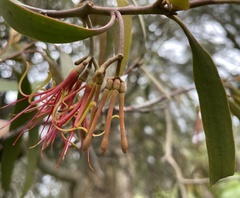 Amyema pendula pendula