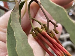 Amyema pendula pendula