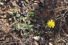Cuspidia cernua cernua