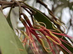 Amyema pendula pendula