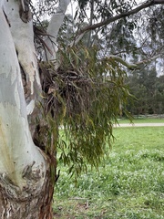 Amyema pendula pendula
