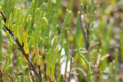 Agdistis americana