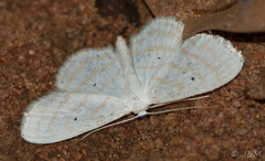 Scopula sincera
