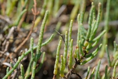 Agdistis americana
