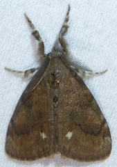 Orgyia pseudotsugata