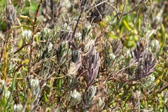 Chloropyron maritimum maritimum