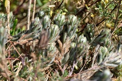 Chloropyron maritimum maritimum