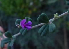 Indigofera sp9