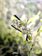 Emarginea percara