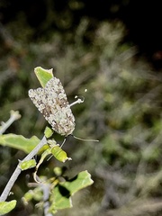 Emarginea percara