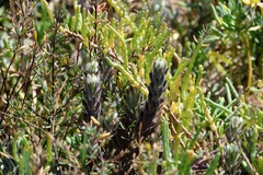 Chloropyron maritimum maritimum