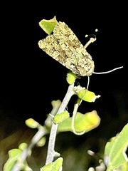 Emarginea percara