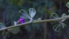 Indigofera sp9
